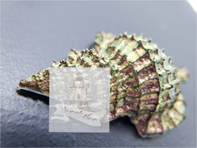 Load image into Gallery viewer, Minnow